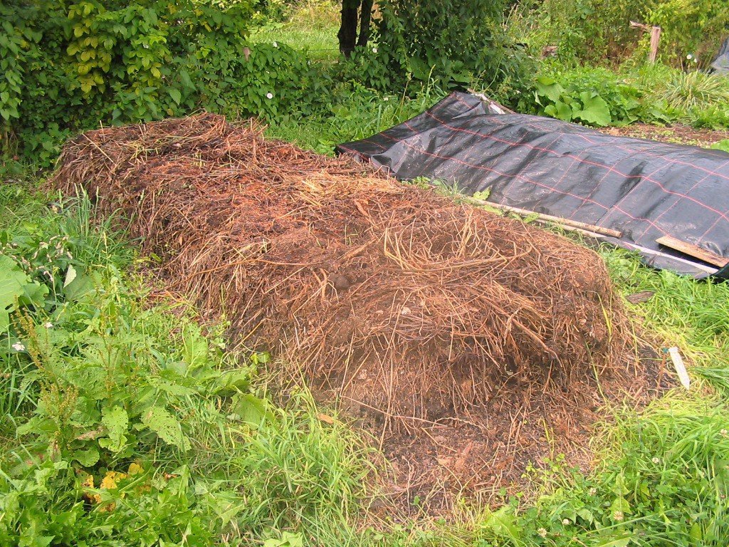 KOMPOSTWÜRMER - 1000 Stück/Eimer - Kompost-Starter Regenwürmer - Eisenia Kompostwurm lebend aktiv - Würmer für Garten & Kompostierung Kompost Komposter Wurmkomposter Wurmkiste Wurmfarm Komposttoilette