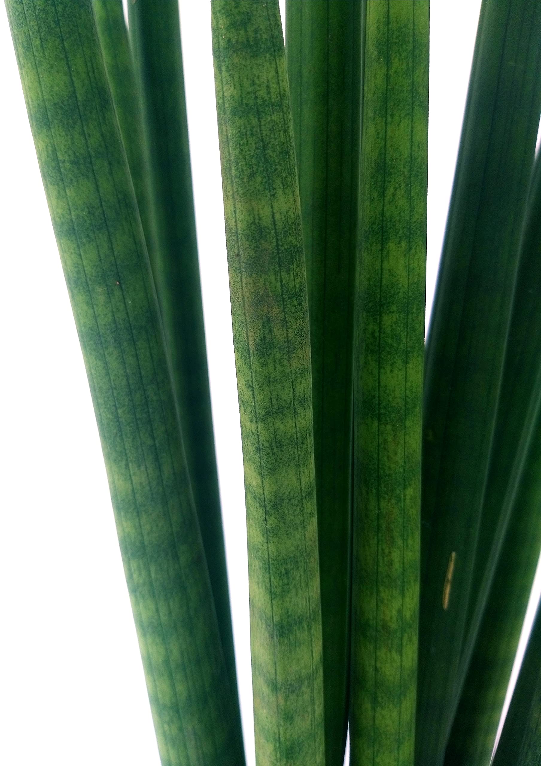 POWERS TO FLOWERS - SANSEVERIA CYLINDRICA, CILINDRICA, Lingua di suocera, Vaso 13cm, altezza 35cm, Pianta vera