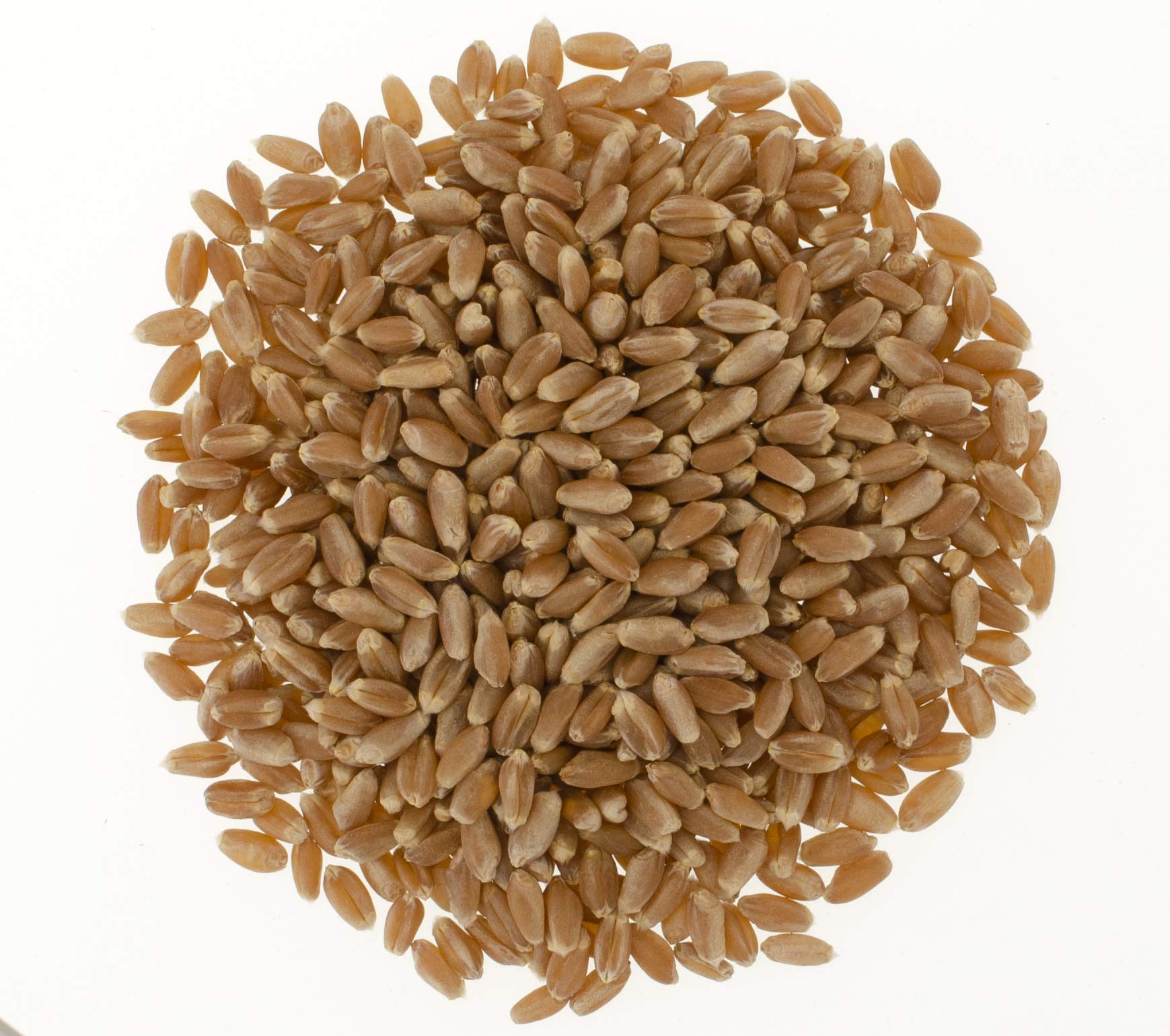 Hard Red Winter Wheat Berries • NonGMO Project Verified • 5 LBS • 100