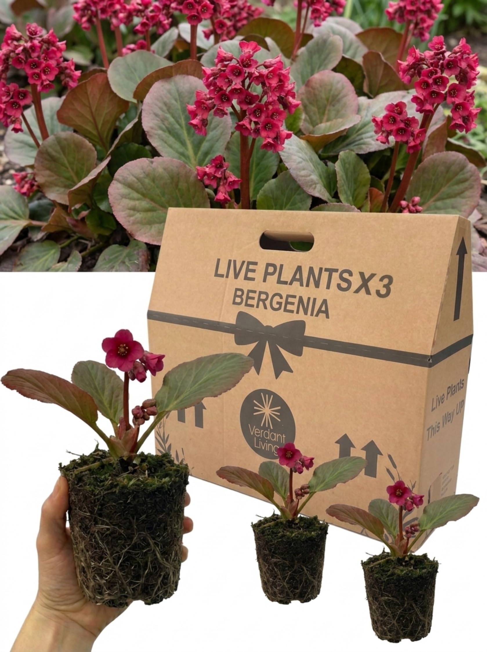 3 Bergenia Rotblum Plants – 1 Litre Root Ball – Hardy Evergreen Perennial, Deep Pink Flowers, Elephant Ears Ground Cover for Garden Borders, Patio, Rockery, Shade – Low Maintenance, UK Grown