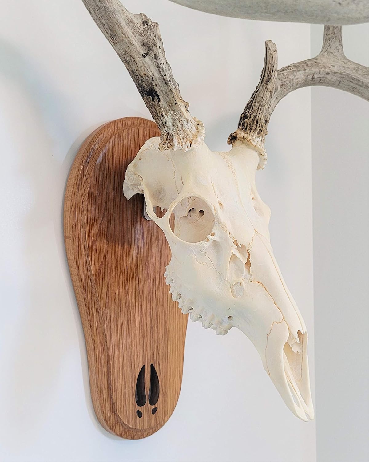 TTW Medium Oak Deer Track Skull Mount