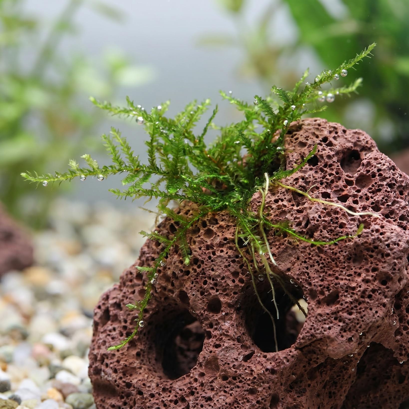 DOITOOL Lot de 6 pierres de lave volcaniques pour aquarium, petites pierres ponces volcaniques marron foncé, pierres d'aquarium pour décoration d'aquarium, 10 x 7 x 4 cm