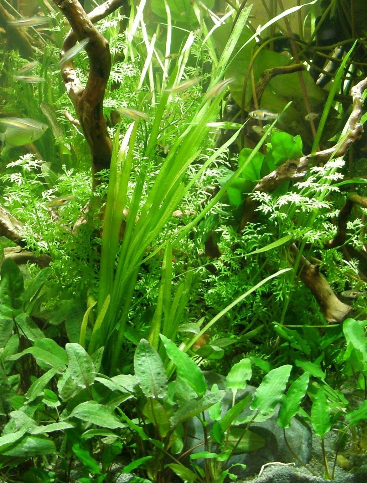 Mühlan - Wasserpflanzensortiment für Liebhaber von Salmlern, asiatisch, schnellwachsende Aquariumpflanzen inkl. Wasserpflanzendünger