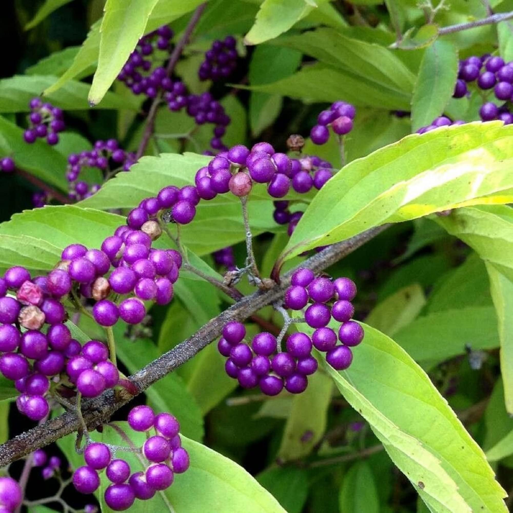 Amazon.com : CHUXAY GARDEN Callicarpa Americana,American Beautyberry 25 ...