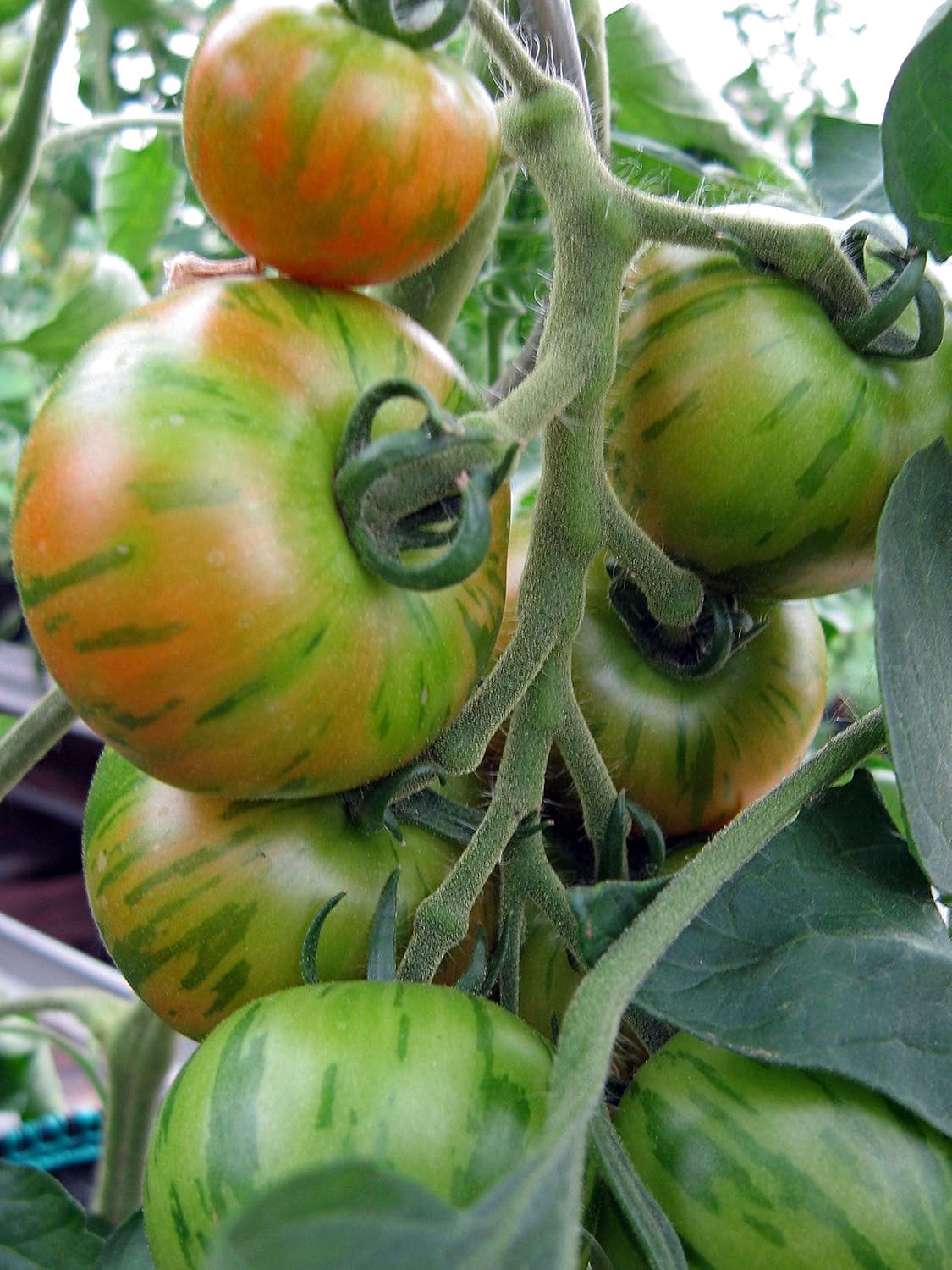 DIOART®ZSRSeeds Tigerella Tomato Indeterminate Non GMO Heirloom20