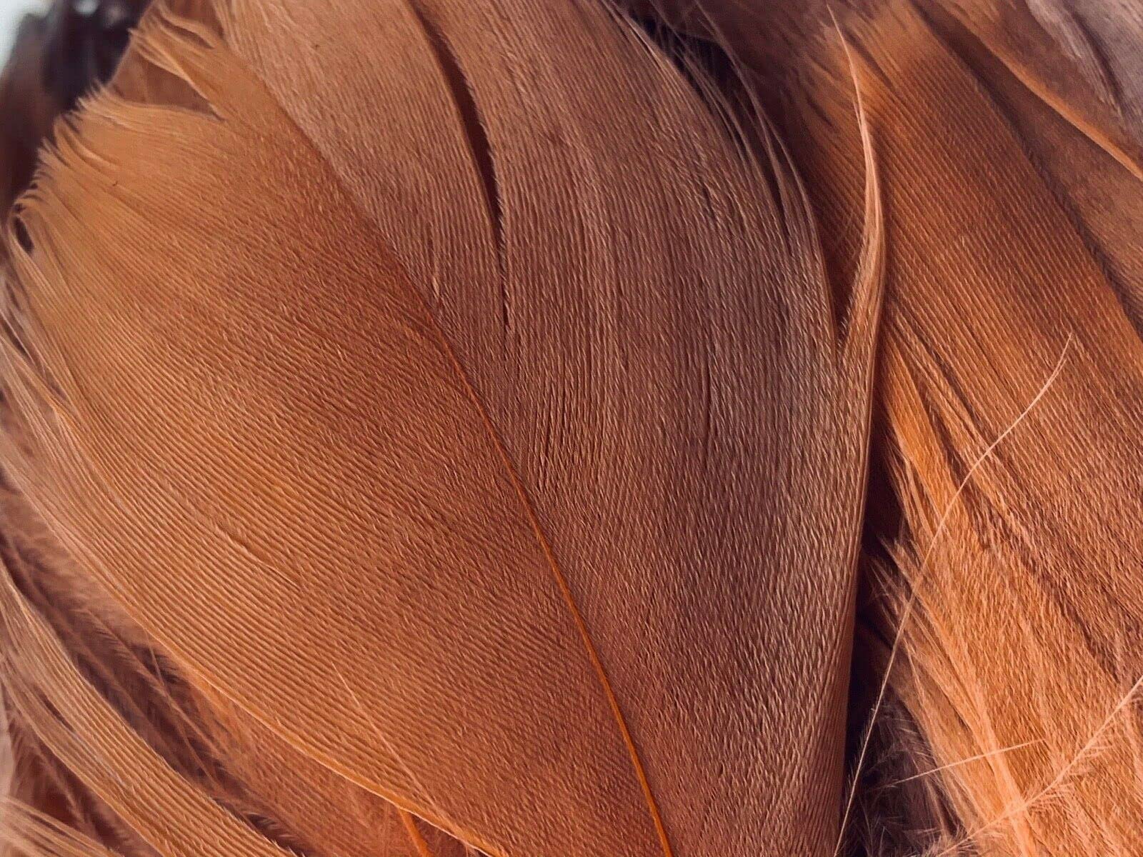 HoitoDeals Dark Brown Soft Decorative Colored Feathers for DIY, Art & Crafts, Wedding, Birthday Festival, Dream Catcher etc. (100Pcs (Mixed Sizes))