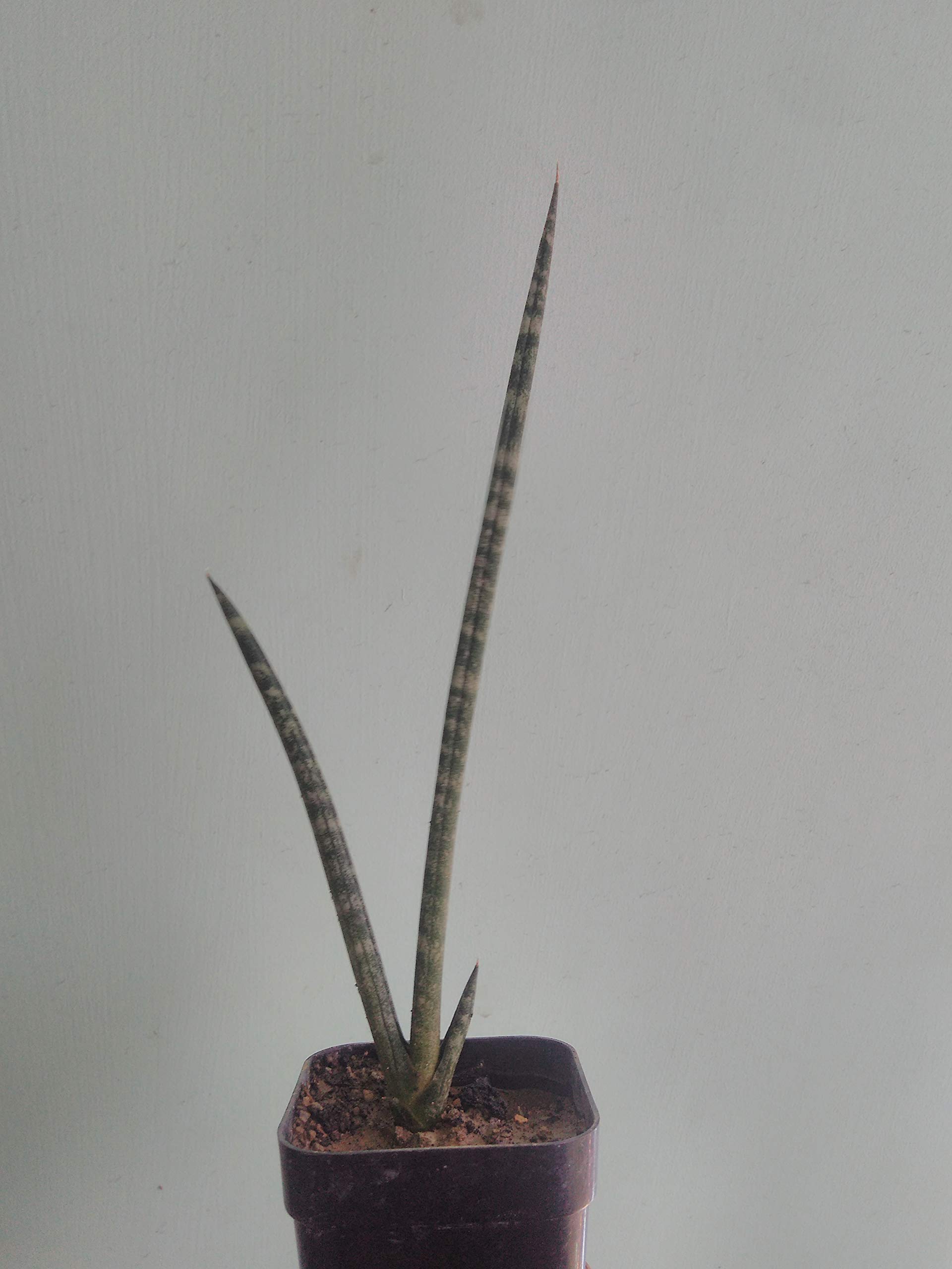 GREEEN Earth Sansevieria Cylindrica Snake Fernwood Mikado Plant 1 Plant (B08GQW8313) Amazon Price History, Amazon Price Tracker