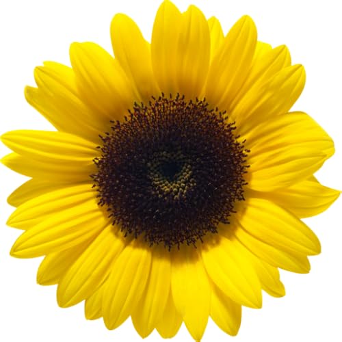 SunFlower Timer