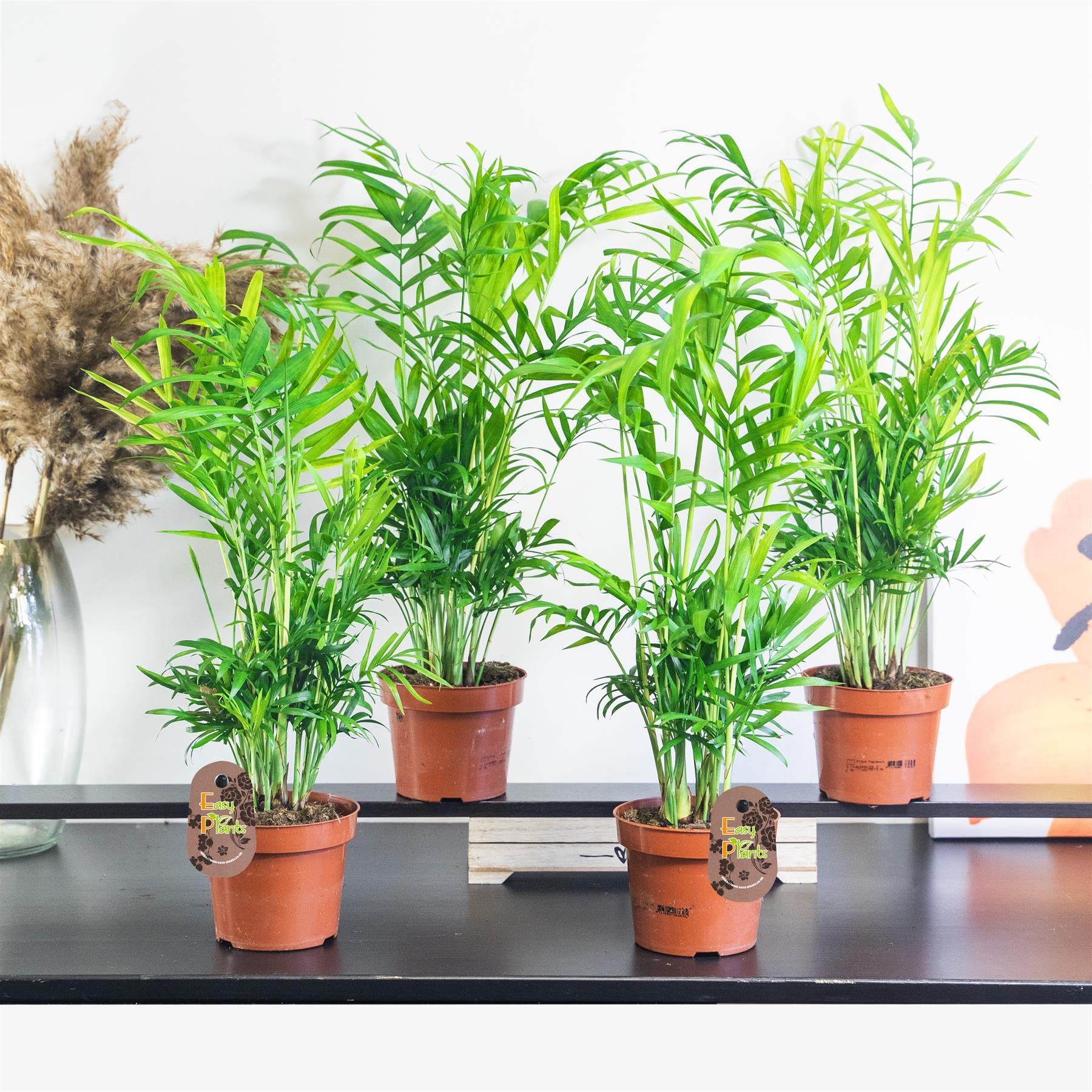 Easy Plants Light 4 Parlour Palm Elegans In 12Cm Pot