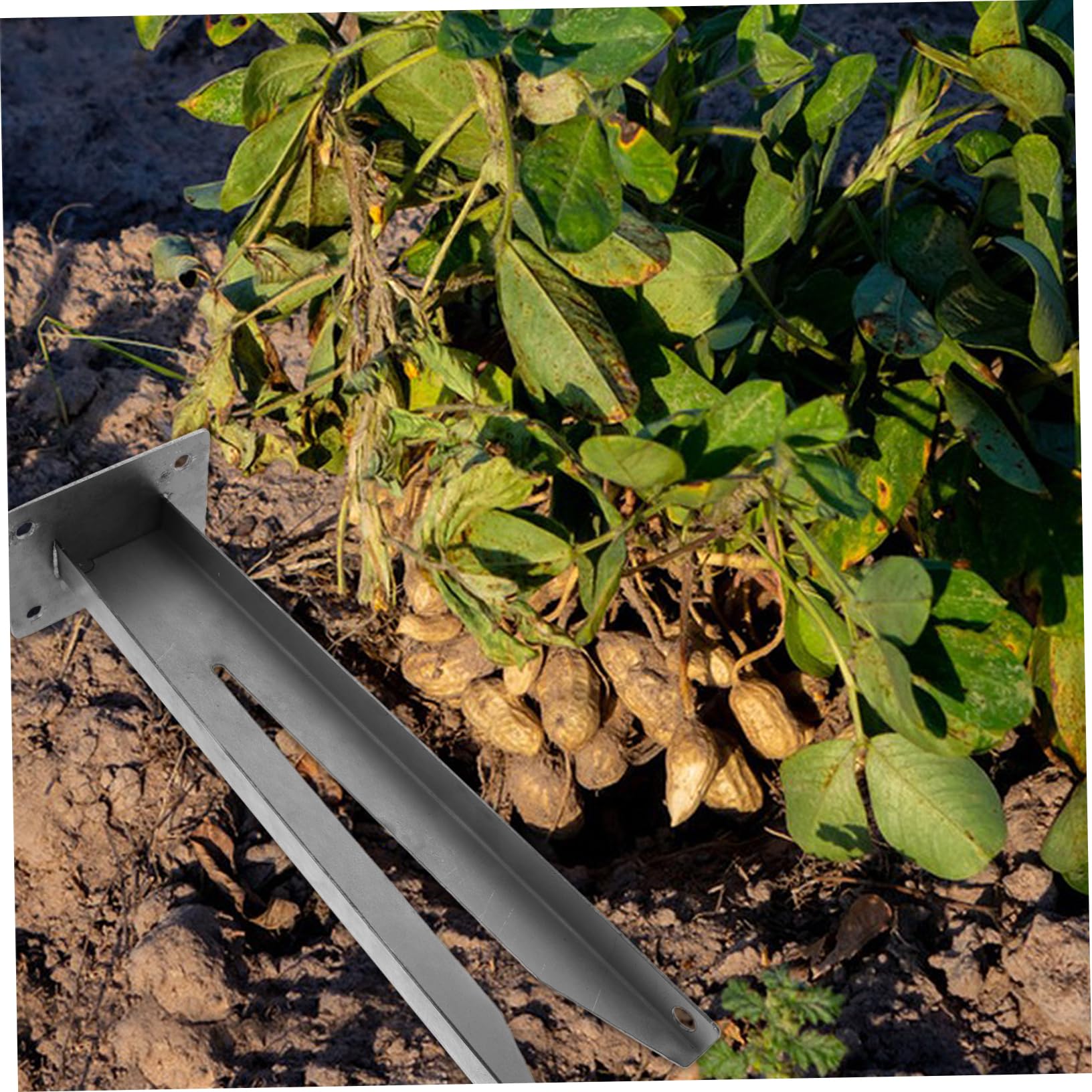 INOOMP 2piezas Recolección De Cosechas Herramienta Manual Metálica para Recoger Cacahuetes para Agricultores y Jardineros