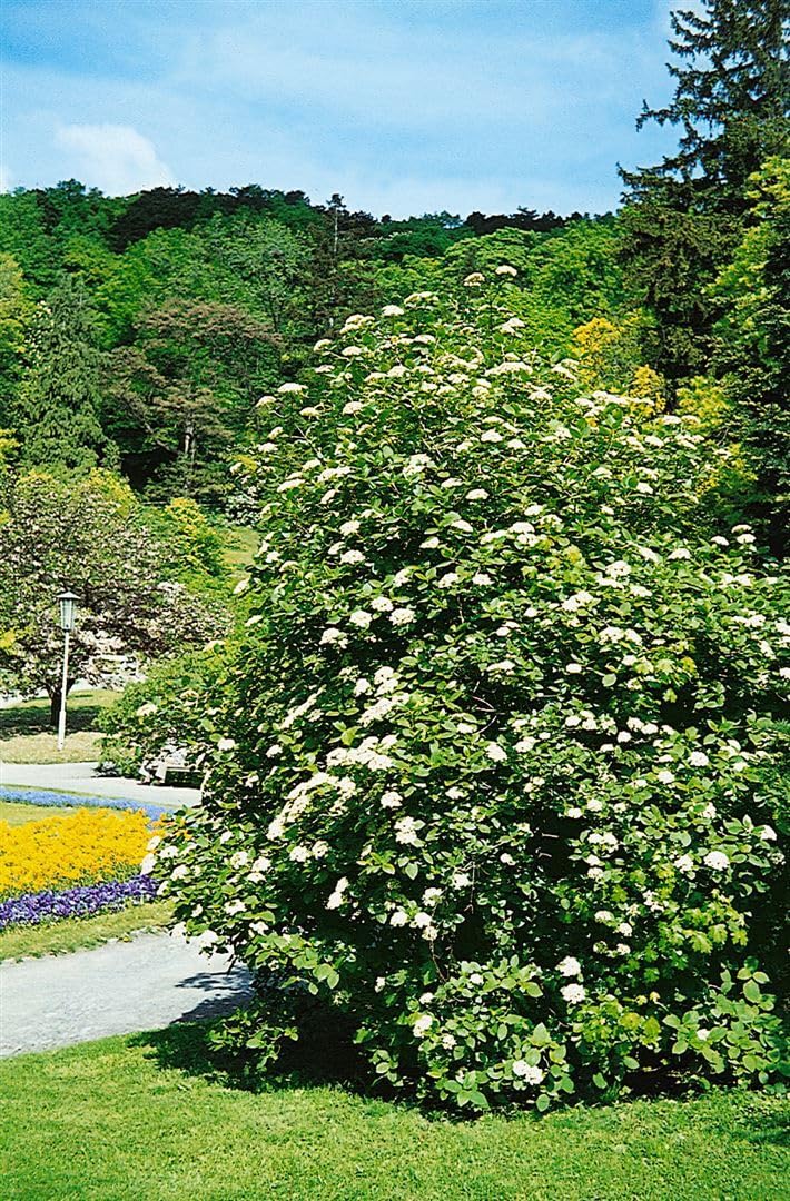 Wolliger Schneeball Viburnum lantana 150-200 cm Heckenpflanze winterhart | Sichtschutzhecke, sonnig bis halbschattig, schnittverträglich, insektenfreundlich, robust, dekorative Blüten und Beeren