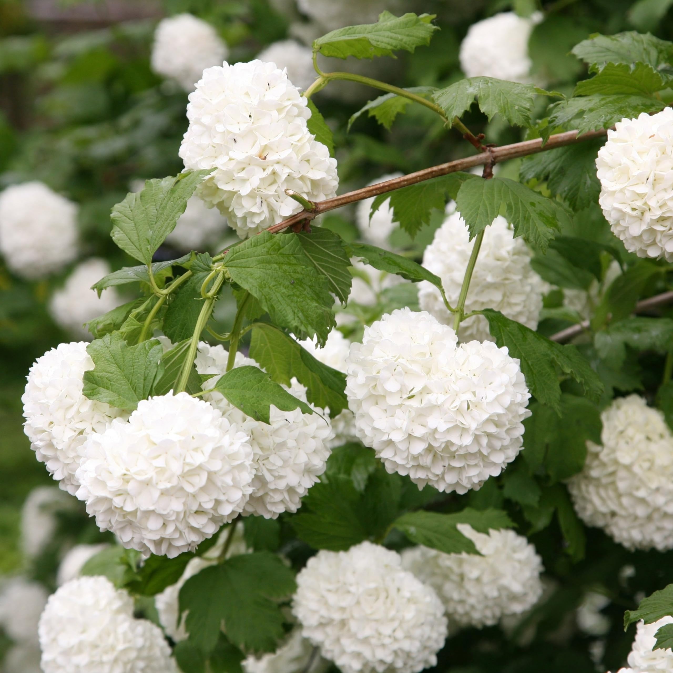 Plant Theory Roseum Snowball Tree Viburnum Opulus Shrub Plant 2L Pot