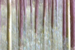 Seasonal Splendor: China’s Colorful Landscapes Wall Art Photograph Horizontal Print for Living Room, Bedroom, Office - Unframed USA-Made (Forest in Motion, Sizhuan, 30" x 20", Colors of China)
