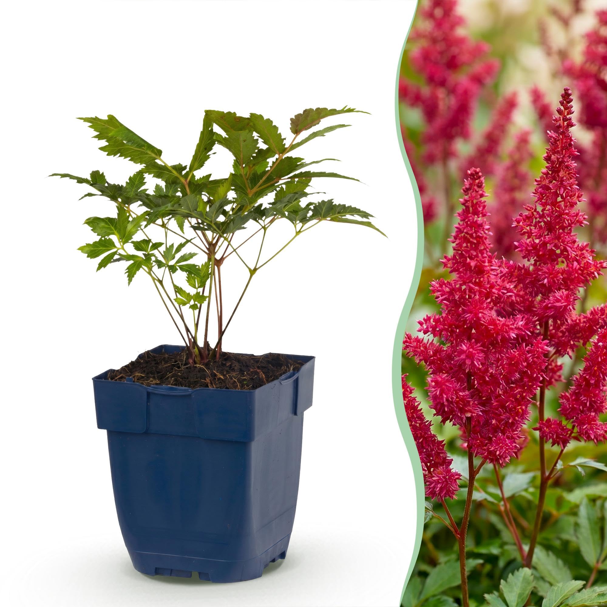 Piante Perenni Astilbe Fanal da Ombra, Rosso, Set da 12, Vaso 11cm