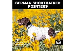 MICASA German Shorthaired Pointers 2023 Hangable Monthly Wall Calendar