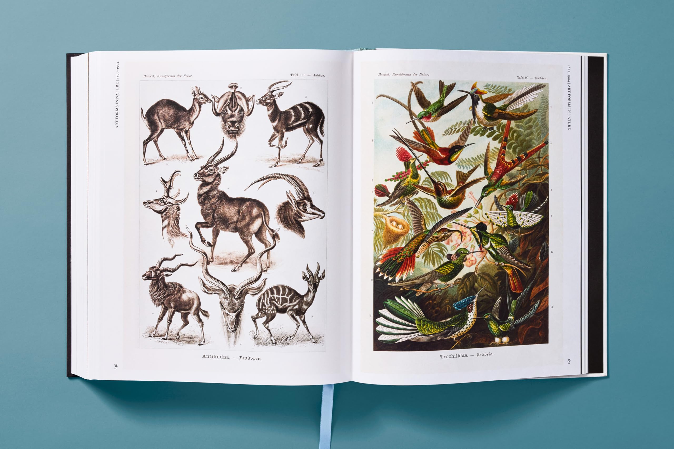 The Art and Science of Ernst Haeckel