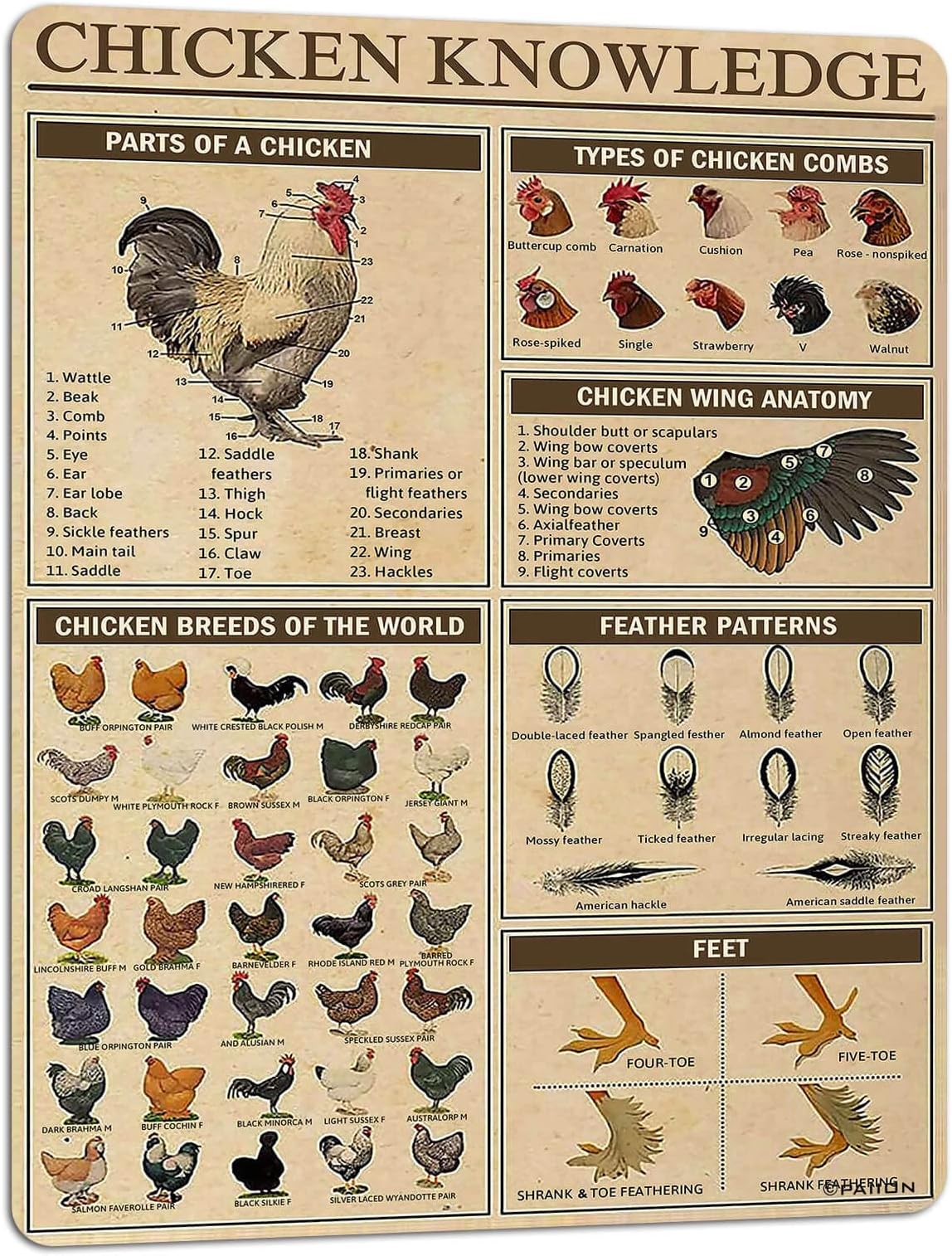 Chicken Knowledge Metal Tin Sign Chicken Breeds of The World Infographics Poster for Club Cafe Bar Home Kitchen Wall Decorations 16x12 Inch