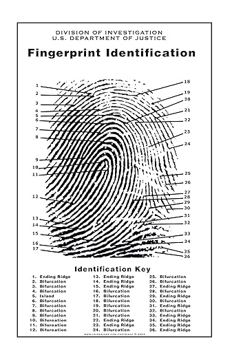 Crime Scene Fingerprint Chart, Poster Size 24" by 36"