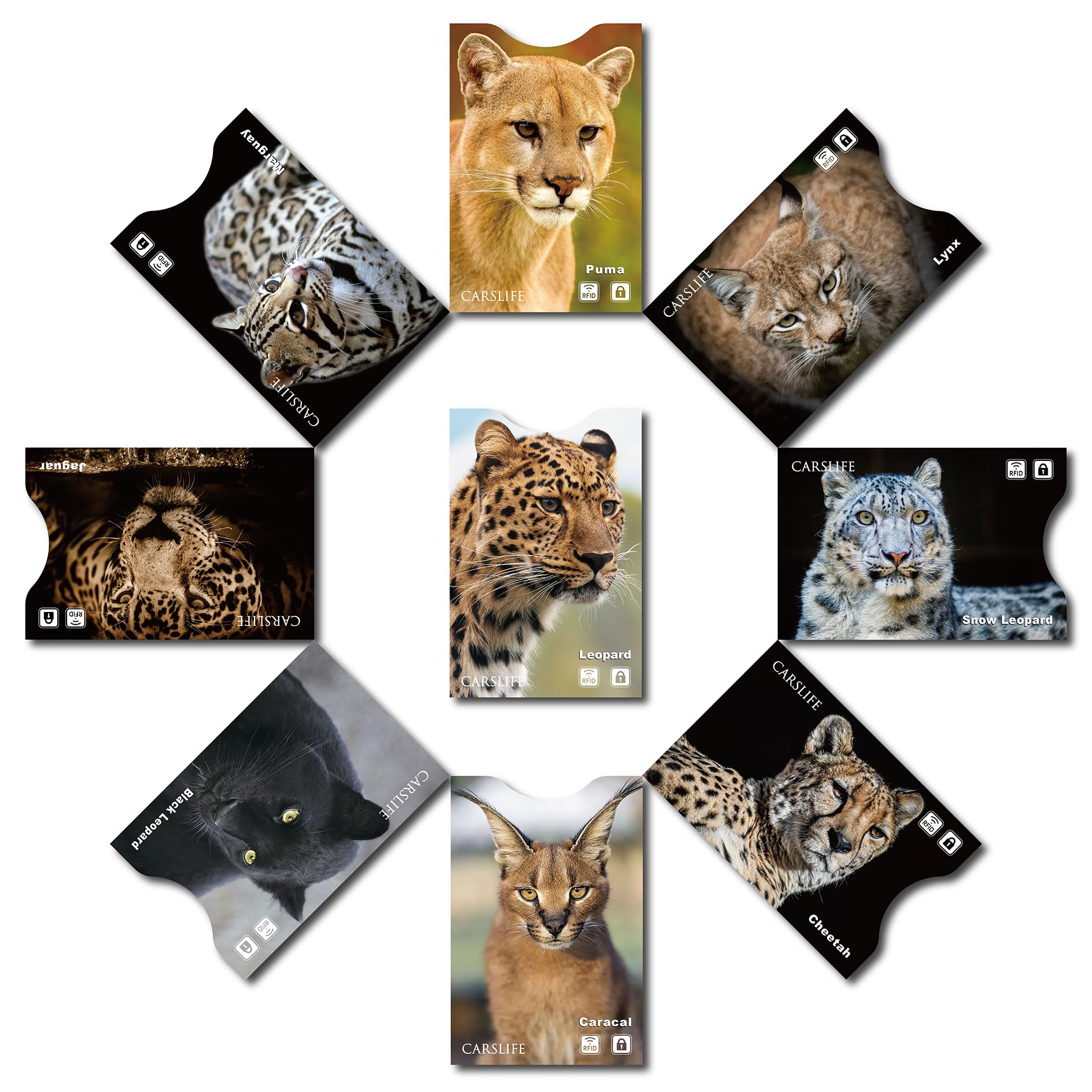 CARSLIFE 12 Fundas de Bloqueo RFID (9 Tarjetas de crédito y 3 Protectores de Pasaporte) Premium protección contra Robo de Identidad Fundas seguras Estuche de Viaje diseño Gato Gato Compacto