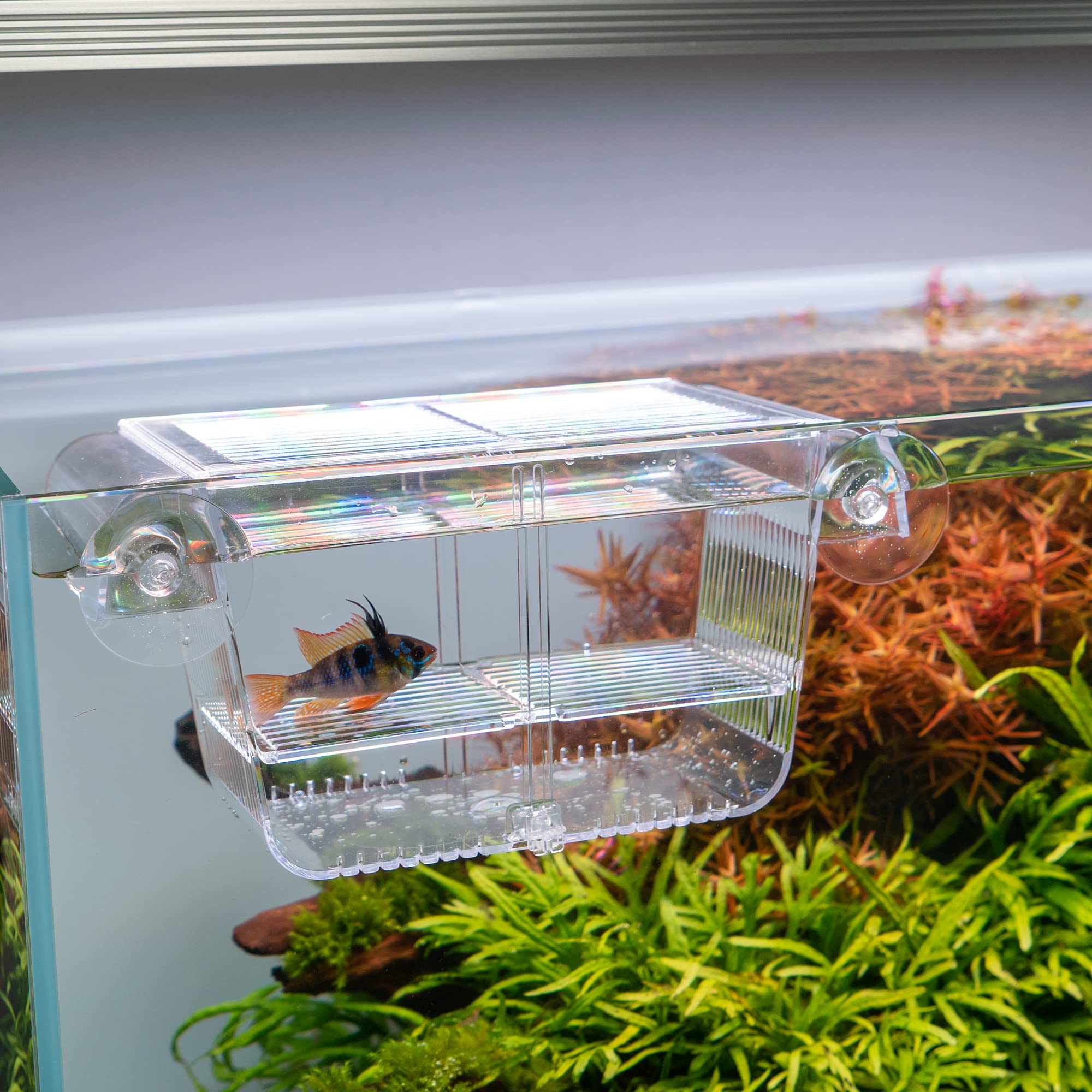 Measury Allevamento Serbatoio dell'Acquario, Spawning Box per l'Acquario, Baby Quarantine Breeding Tank (M: 208 x 97 x 100 mm)