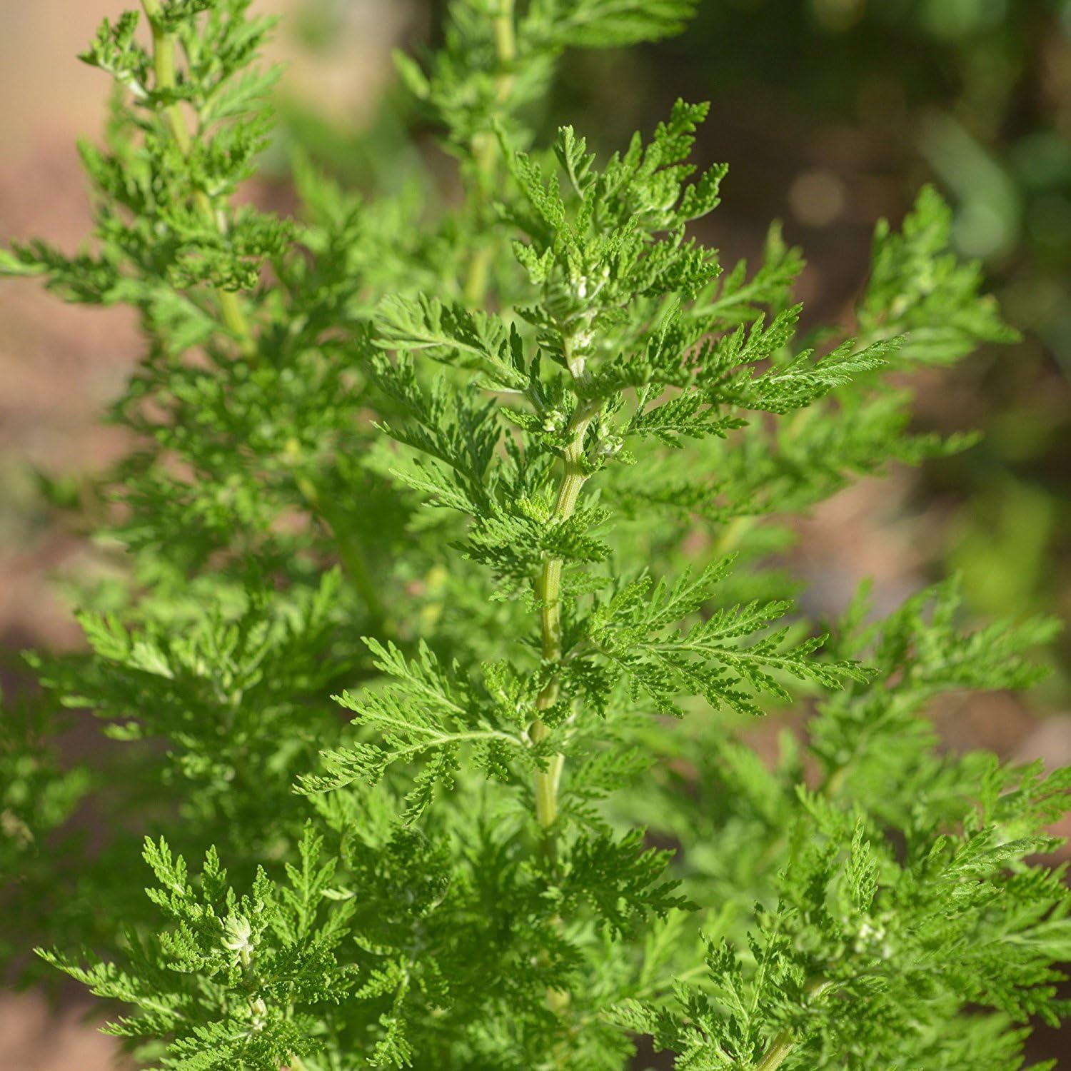 Palm Beach Medicinal Herbs - Chinese Wormwood (Artemisia annua) - Packet of 200 Seeds