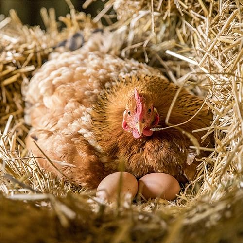 Miniatura 7 de YunKo 6 huevos falsos de madera marrón y 12 huevos falsos de color blanco y marrón