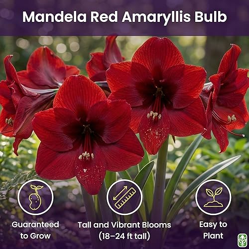 Miniatura 3 de Mandela Dark Red Amaryllis Bulb – Large Bulb for Planting, 4-8 Blooms, 16–24" Tall – Elegant Indoor & Outdoor Plant – Ideal for Seasonal Decor –