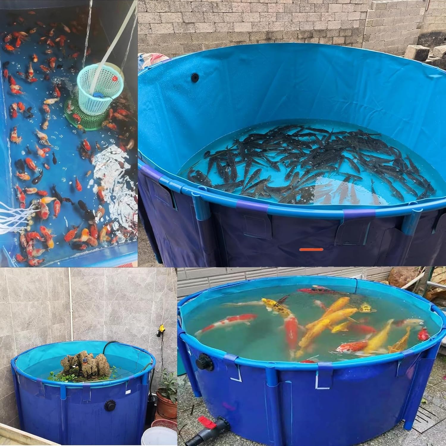 ランチュウ中心 金魚の飼育と繁殖 Amazon.co.jp: ランチュウ中心 金魚