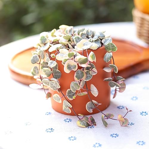Miniatura 7 de Cadena de corazones abigarrados rara  Ceropegia woodii (maceta de cultivo de 4 pulgadas)  Planta en forma de corazón  Planta de interior rastrera