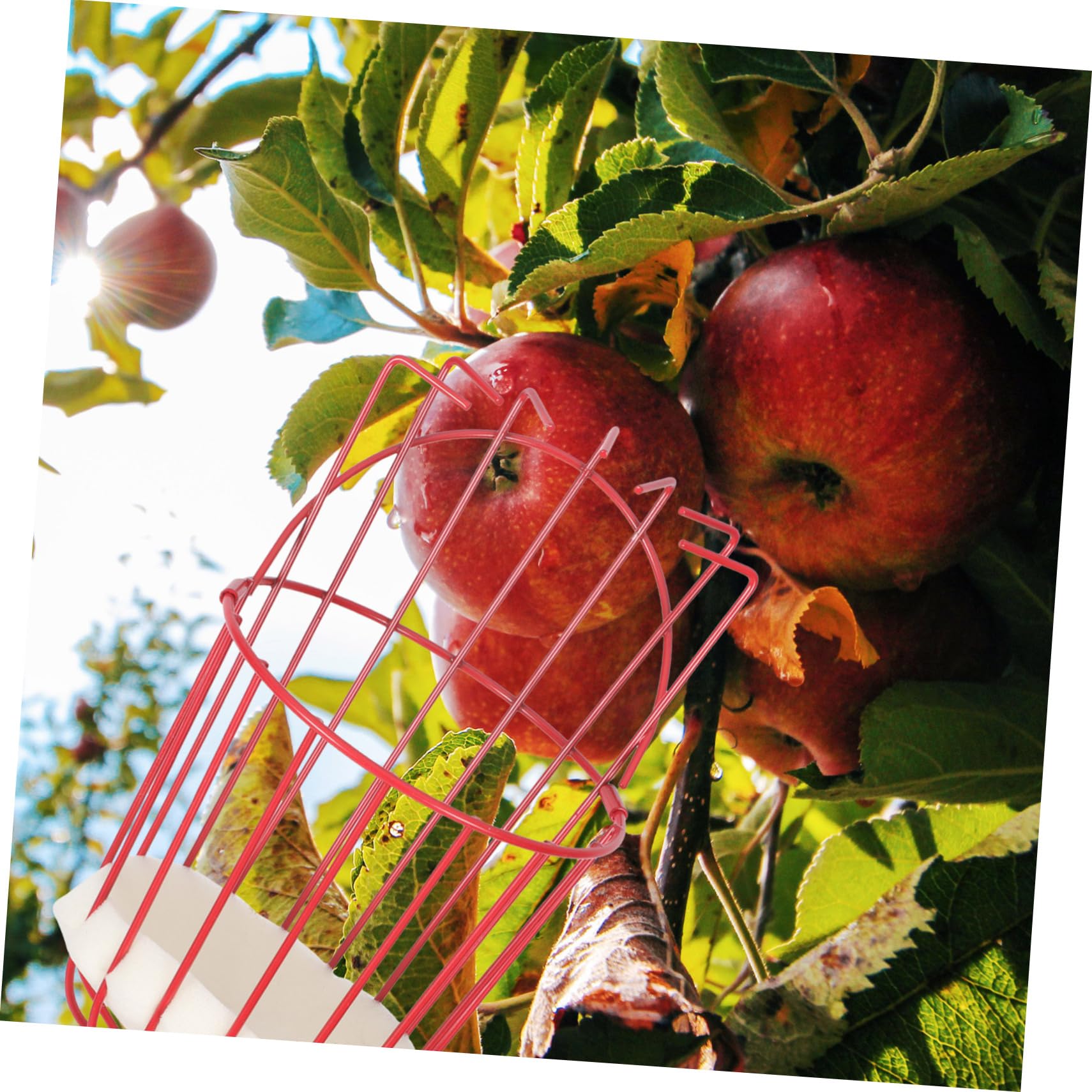 Cueilleur De Fruits Amovible Outil De Cueillette Portable Perche Acier Inoxydable Attrape-Fruits pour Verger Parc Ferme Jardin