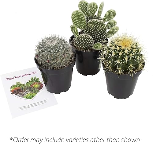 Miniatura 8 de Altman Plants - Colección de cactus surtidos para jardines, contenedores o regalos