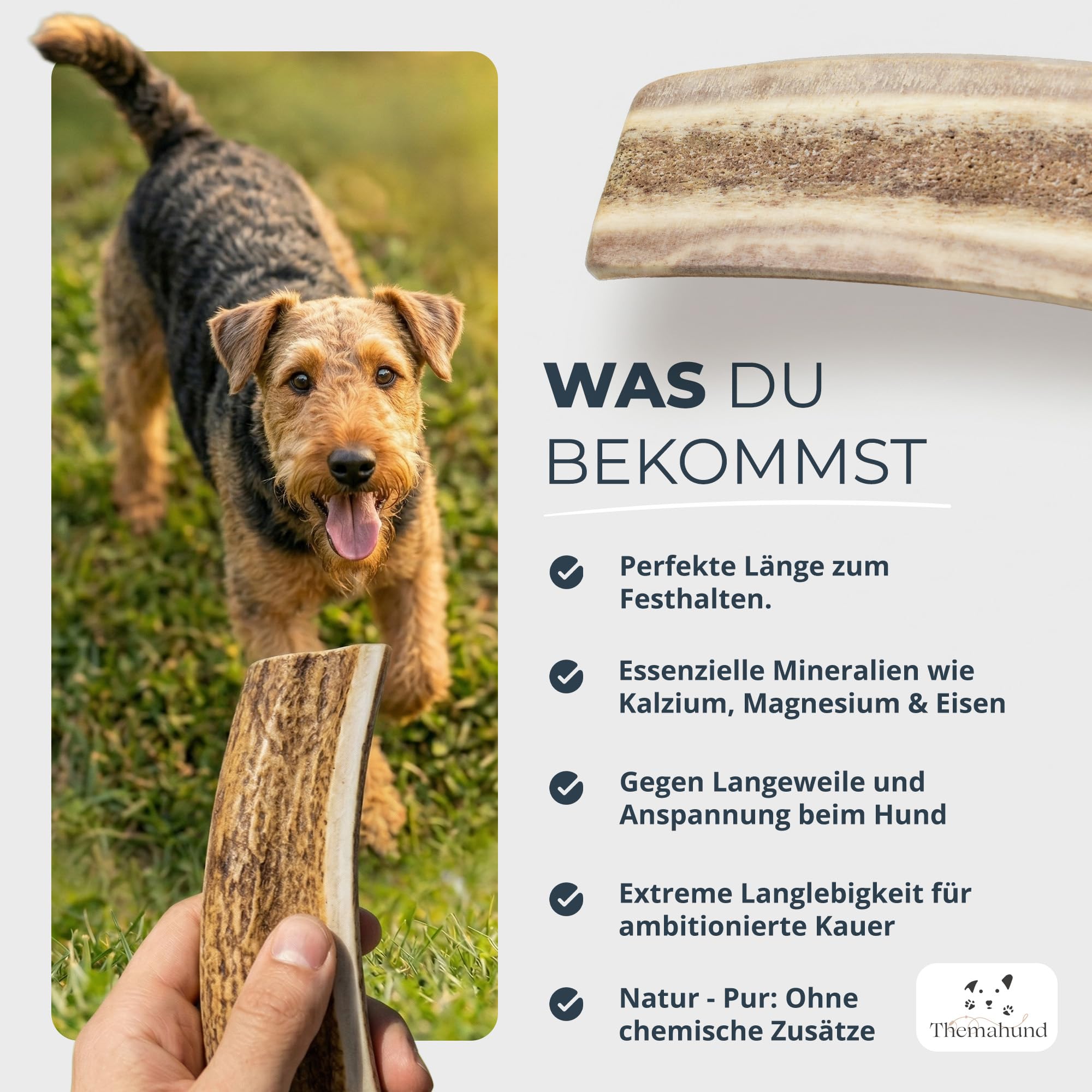 Kaugeweih Hund echtes Rentier | Alternative zu Hirschgeweih Hund & Kauknochen | Extra Lang & Robust | Perfektes Kauholz & Unzerstörbares Kauspielzeug Hunde (L, 1 Stück)