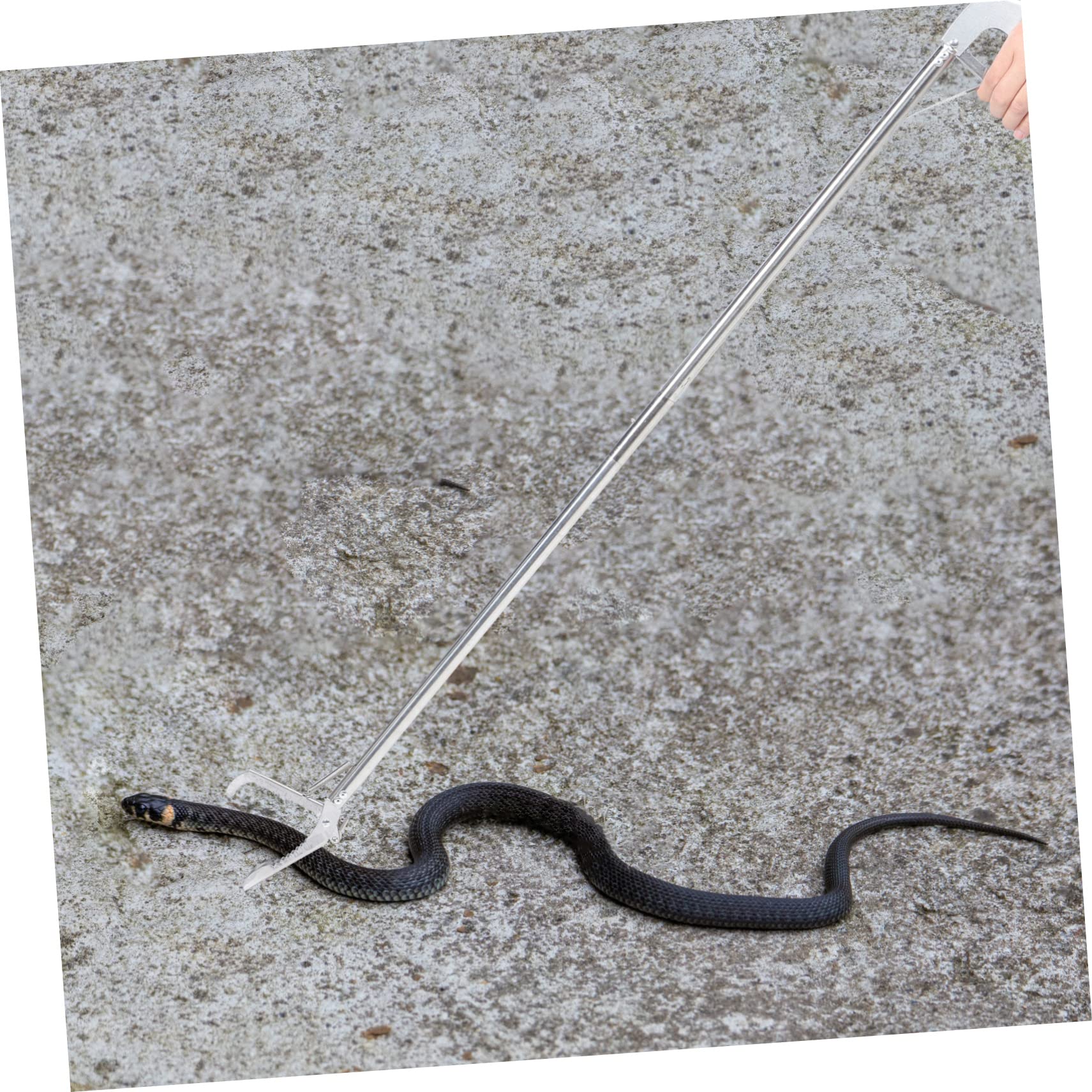4 pezzi pinzette for rettili serpente acciaio inossidabile strumenti for granchio strumento for raccogliere lettiera strumento for afferrare strumento for afferrare serpente Pinze for serpenti Pinze f