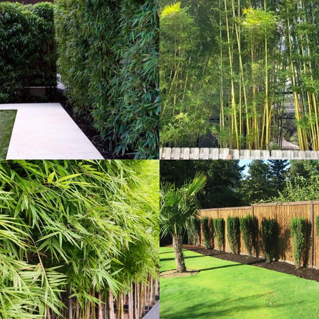 Nutan Bamboo Plant Live || 25-30 plant pack || pack of 1-image-40