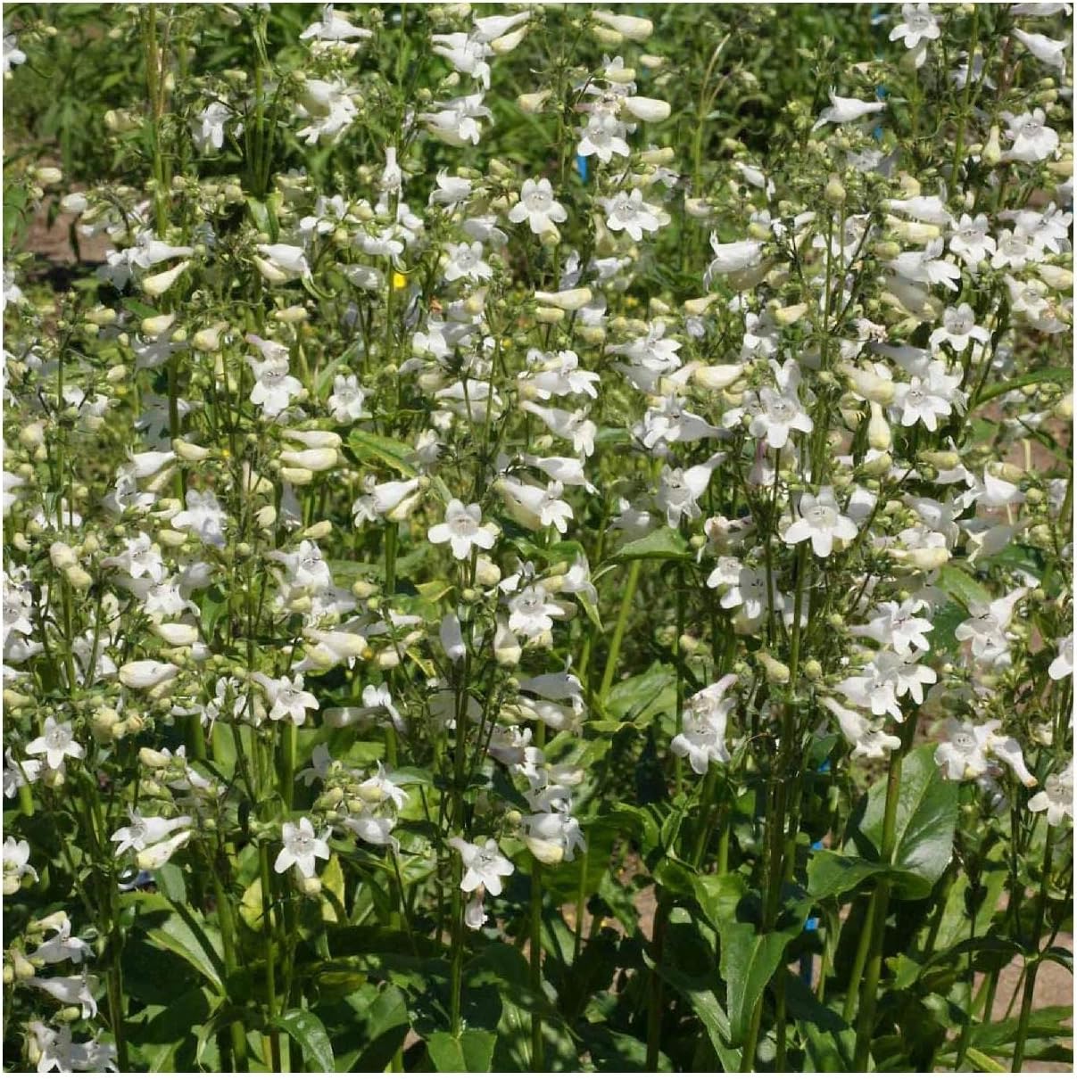 Everwilde Farms - 1 Lb Foxglove Beardtongue Native Wildflower Seeds - Gold Vault