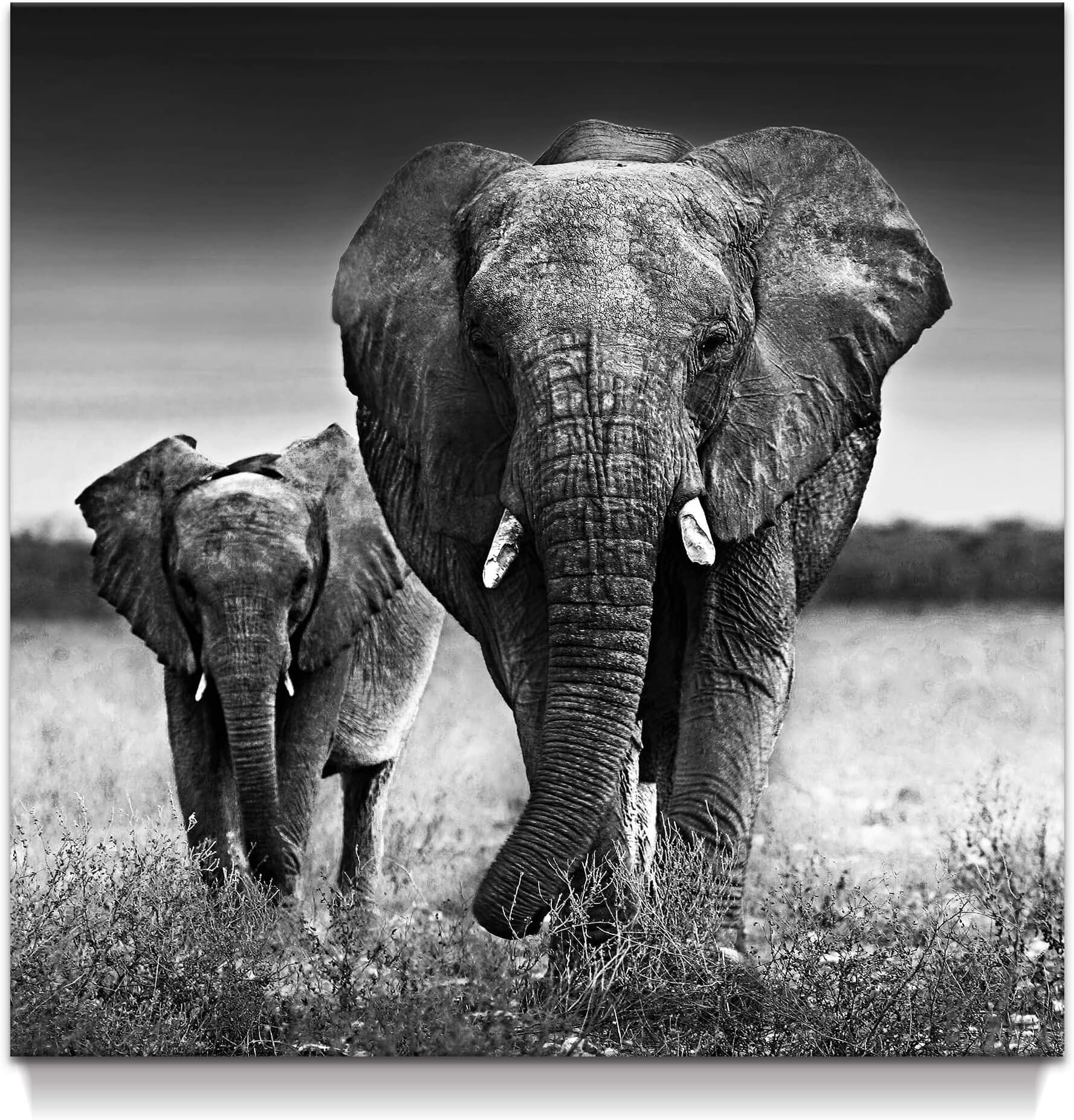 Elephants Canvas Wall Art: Gray Elephants Decor, Black and White African Picture - 24"x24" Painting, Artwork for Living Room and Bedroom