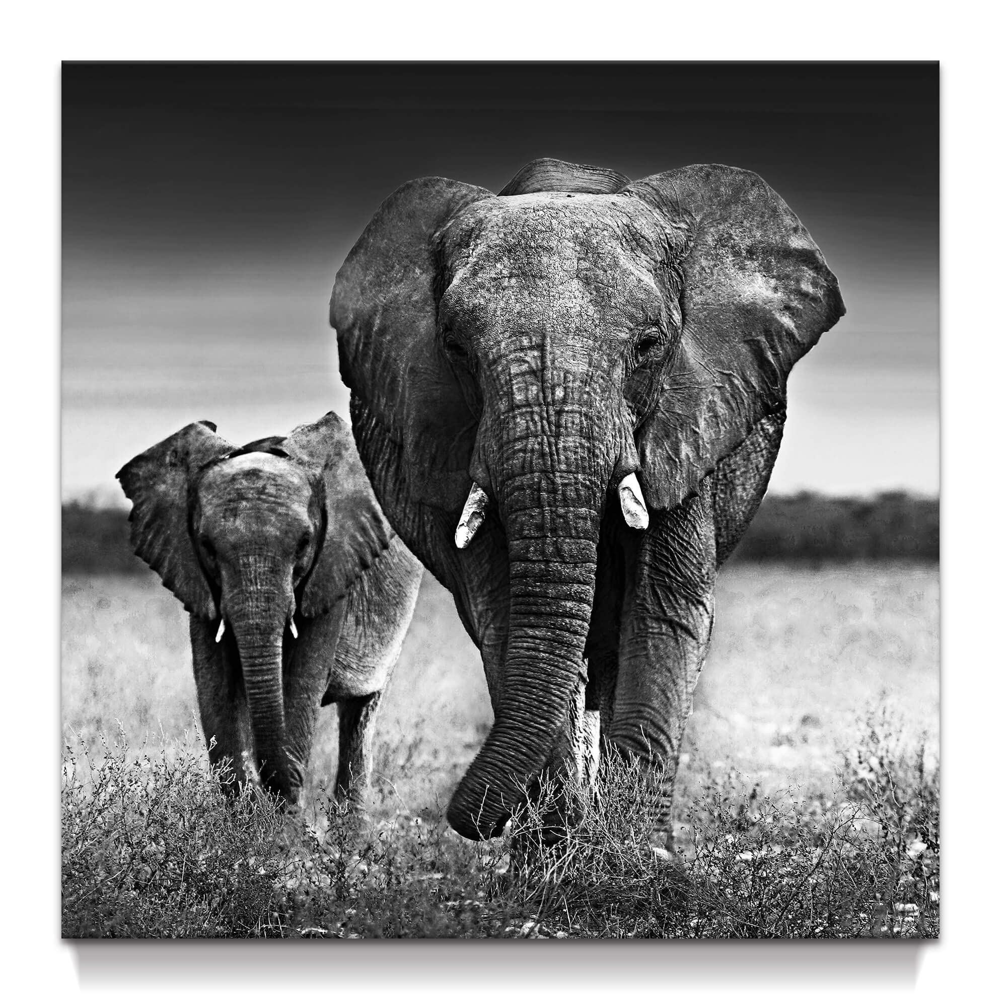 Elephants Canvas Wall Art: Gray Elephants Decor, Black and White African Picture - 24"x24" Painting, Artwork for Living Room and Bedroom