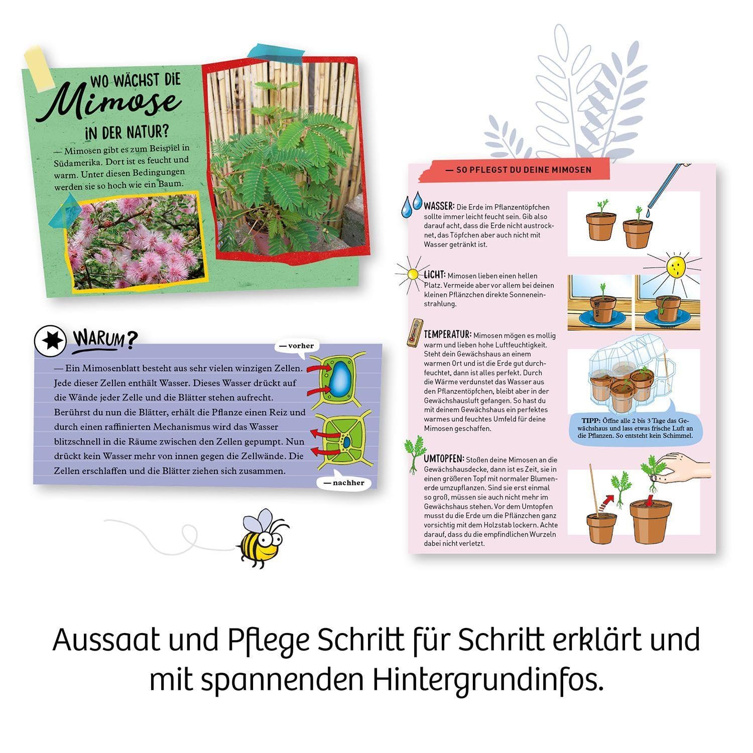 Mimosen-Garten: Experimentierkasten