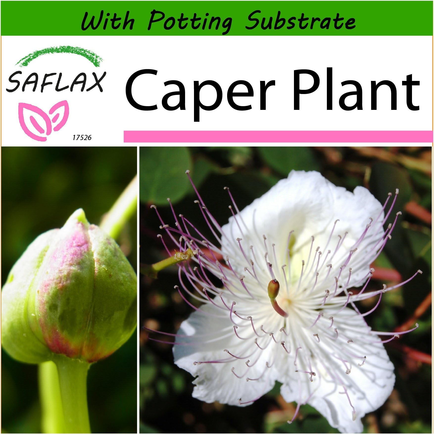 SAFLAX - Caper Plant - 25 Seeds - with Soil - Capparis spinosa