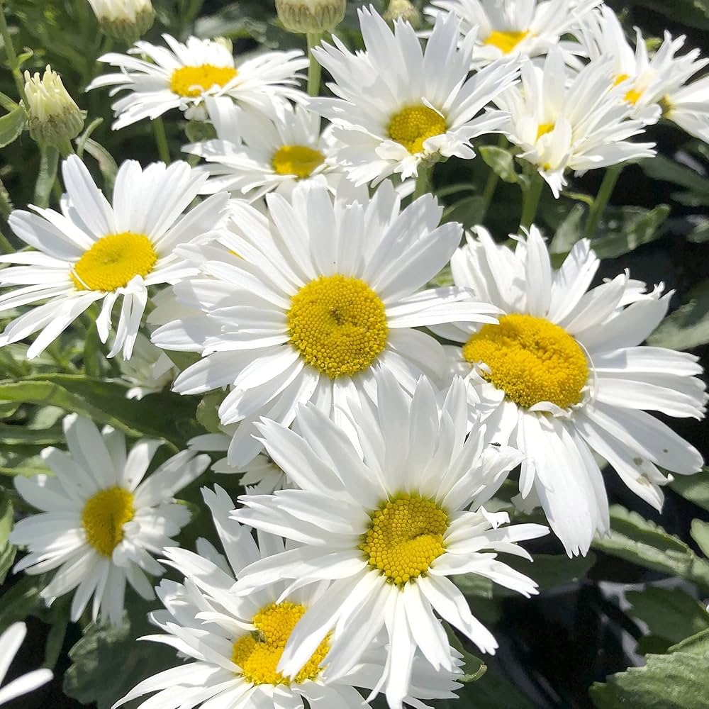 Leucanthemum Madonna, Shasta Daisy, Leucanthemum x superbum
