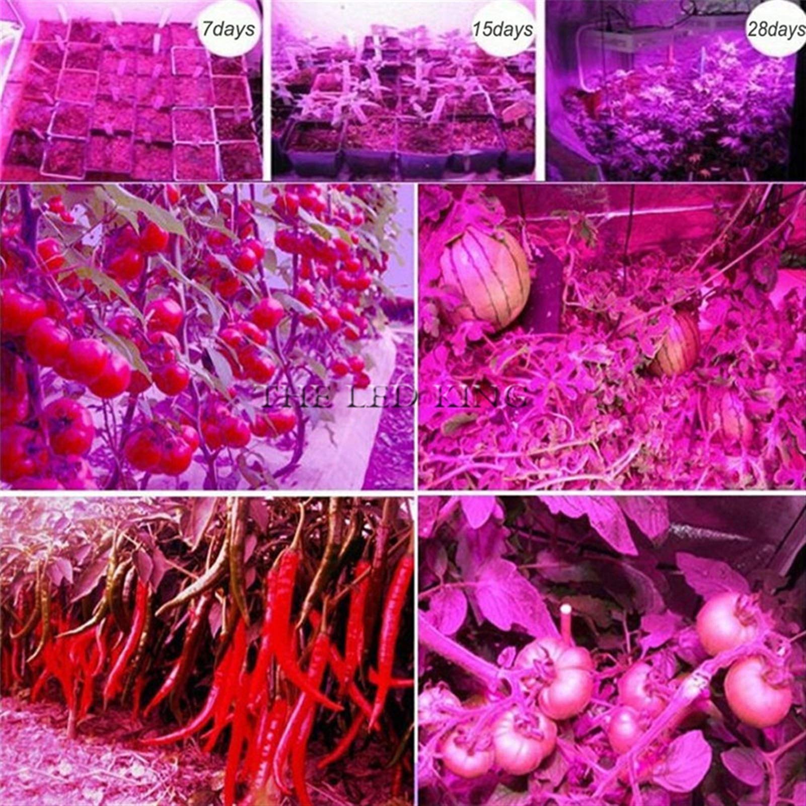 FAXIOAWA Luz de Cultivo para Plantas de Interior Phyto Lamp Full Spectrum LED Grow Light E27 Lámpara de Planta para plántulas de Interior Flower Grow Tent Box Lámpara de Cultivo LED (Vataje: 60 LED)