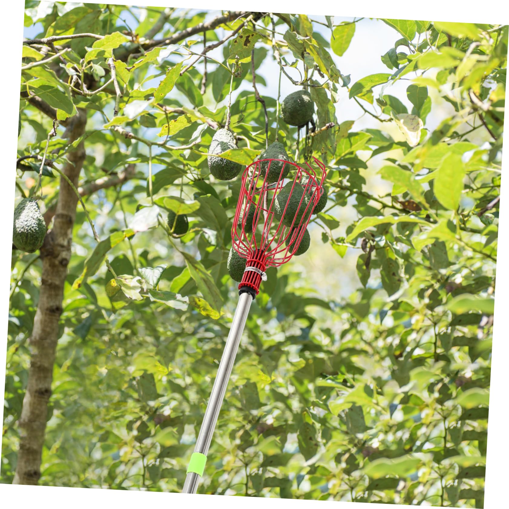 Lurrose Asta per Frutta Cestino Strumento per Raccolta Frutta Asta Regolabile per Mele e Arance Senza Sforzo Cestino Imbottito per Proteggere Frutti Leggera e Robusta per Alberi da Frutto