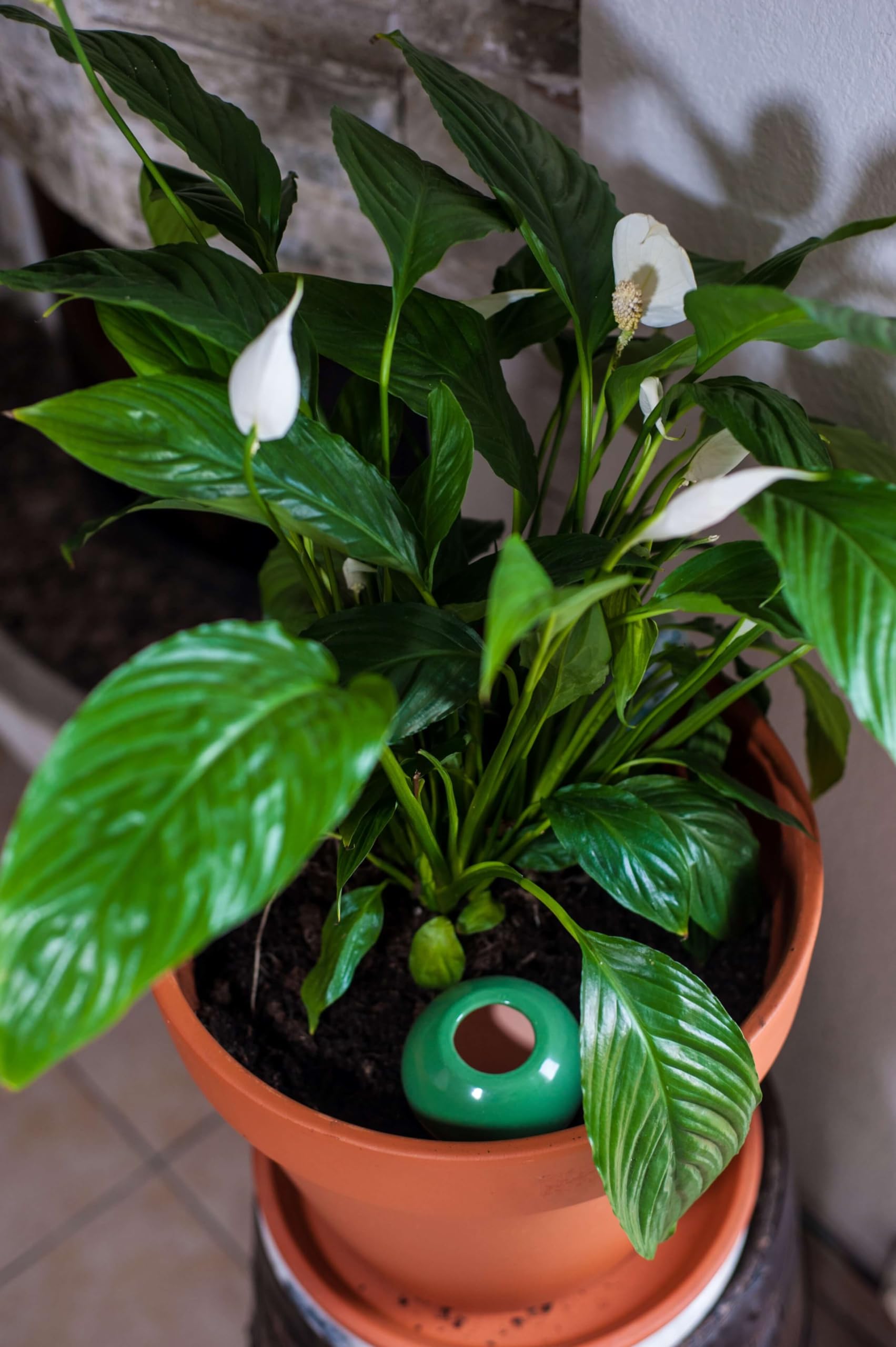 3 Oyas a Planter en Terre Cuite de 300 ML en Couleur - avec Couvercle- Goutte a Goutte pour Plante d'interieur - ollas (Vert)