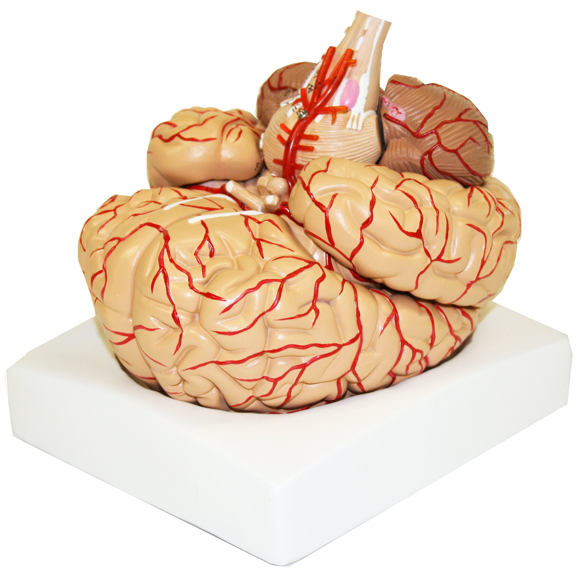 Buy Vision Scientific VAB443 Life Size Human Brain with Arteries - 9 ...