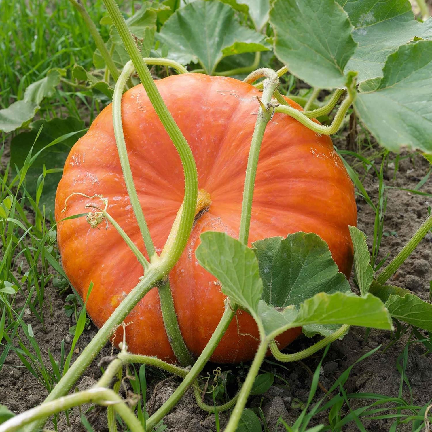 Eden Brothers Pumpkin Seeds - Cinderella Non-GMO Seeds for Planting, 1 Ounce | High-Yielding, Fast Growing Vegetable Seeds, Plant During Warm Season, Zones 3, 4, 5, 6, 7, 8, 9, 10
