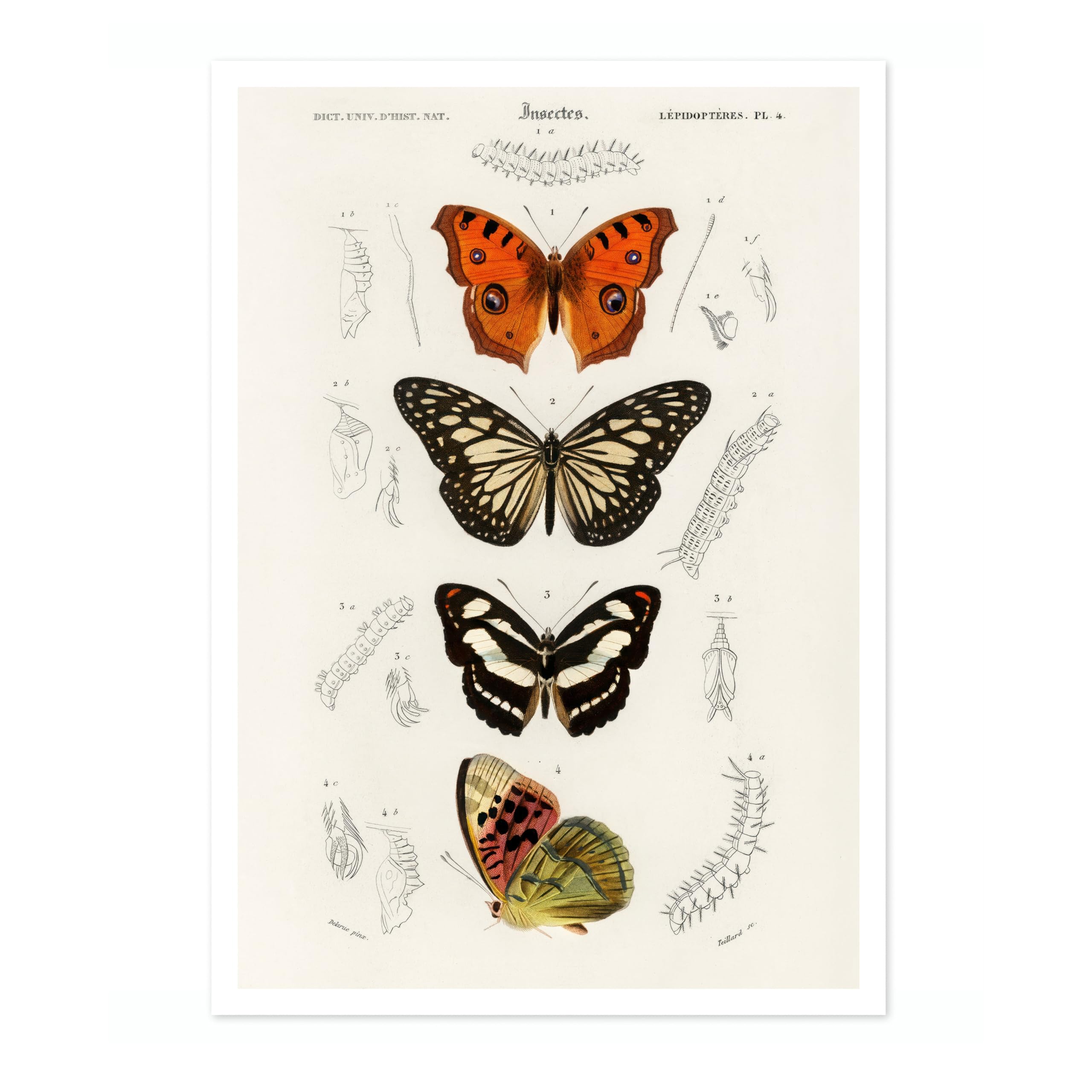 Animato Butterflies Charles Dessalines D'Orbigny Poster, Vintage Botanical Prints, Encyclopedia Retro Wall Art Home Decor, Archival Matte, A4 (Print Only) - 29.7x21cm — image 1