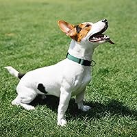 Vista 6 de AUDWUD Collar de nailon grueso, clásico ajustable, varios colores, adecuado para perros pequeños, medianos y grandes, 4 tamaños