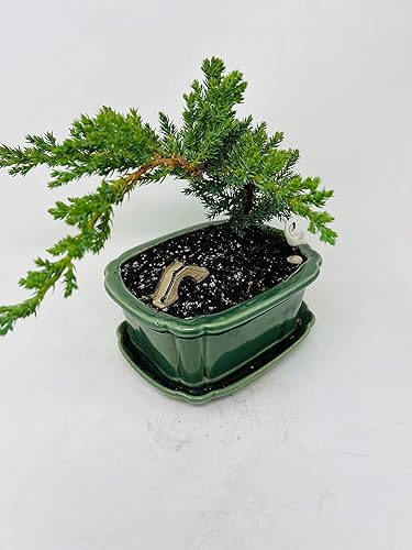 Miniatura 2 de Árbol bonsái de enebro en bandeja de cerámica verde planta viva plantas de aire pacíficas