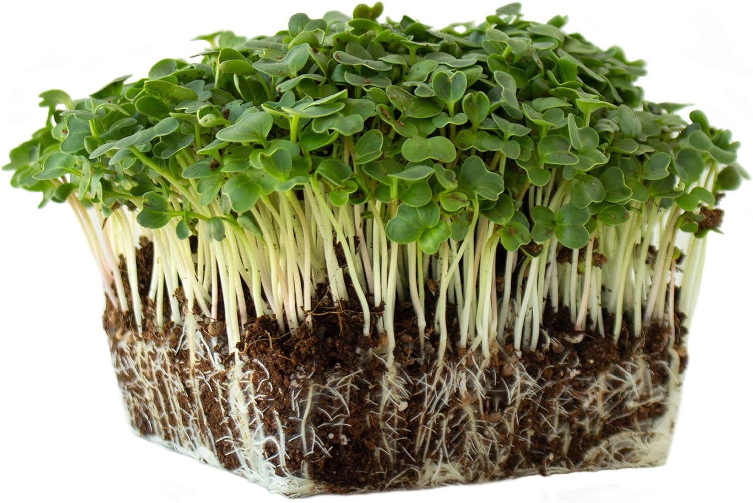 Champion Radish Garden Seeds – 5 Lb (~200,000 Seeds) – Non-GMO, Heirloom, Open Pollinated – Fast-Growing Round Red Radishes for Spring and Fall Planting – Crisp Texture, Mild Flavor