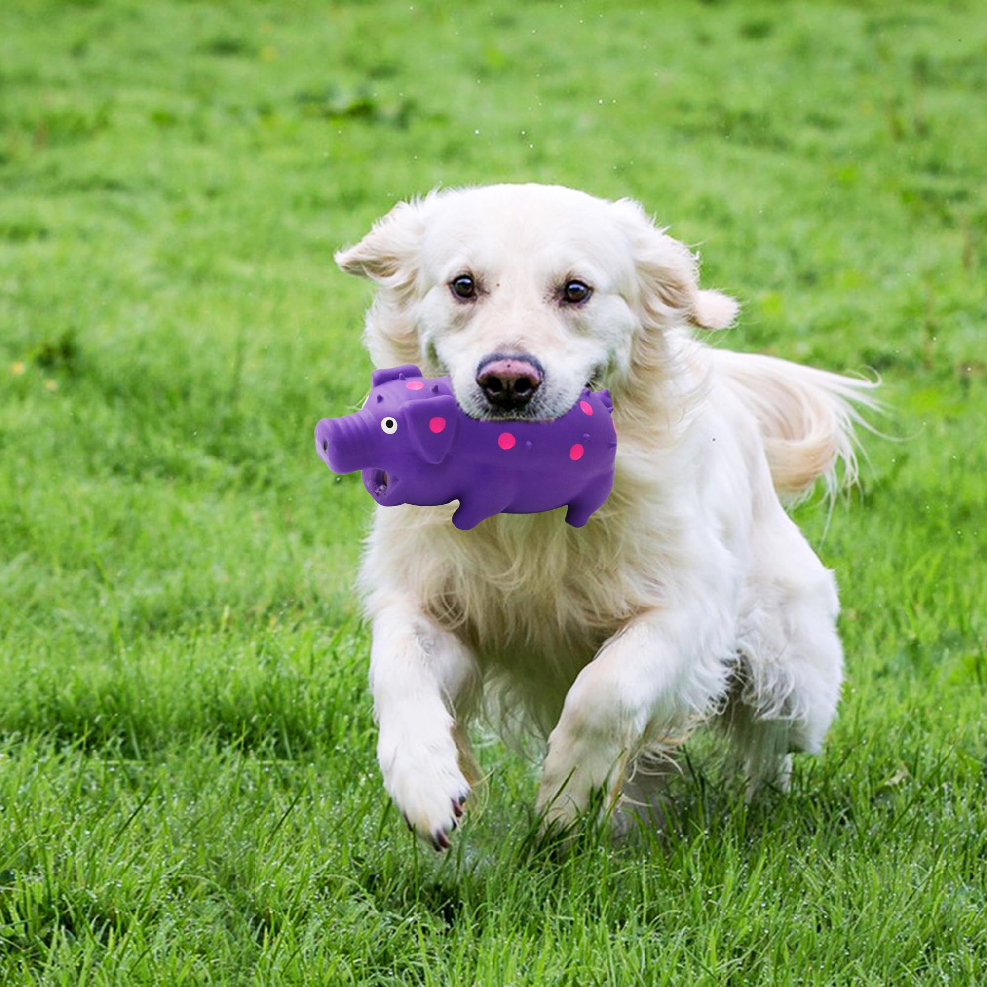 Quietschendes Schwein-Hundespielzeug, interaktives, langlebiges Latex-Gummi, Kauspielzeug für mittelgroße und große Hunde, 2 Stück (blau + lila)
